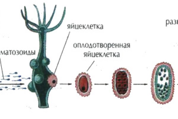 Ссылка на кракен