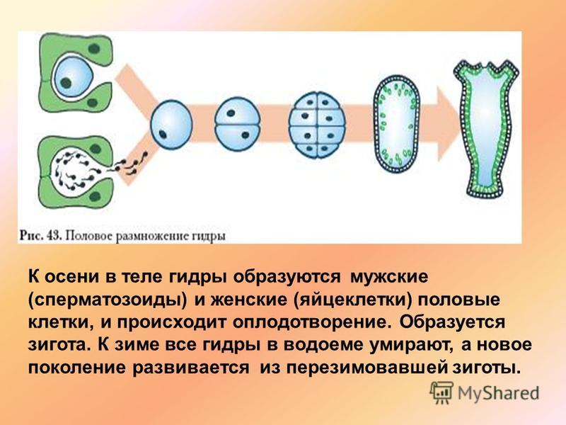 Kraken onion официальный сайт